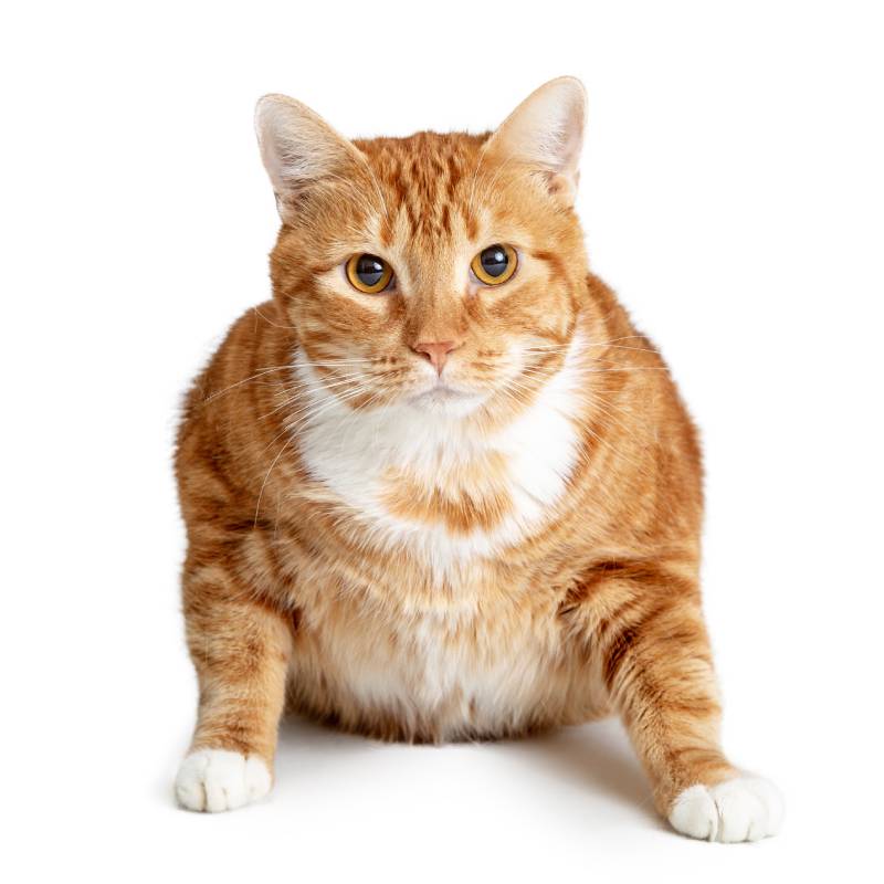 Overweight fat orange tabby cat sitting looking at camera. Isolated on white.