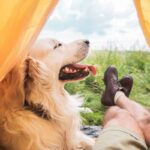 partial view of tourist in tent with golden retriever dog on meadow