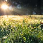 Low angle ground view scenery multicoloroed bright vibrant maple first fallen dry leaves green grass lawn at house yard or city park forest garden september. Autumnal scenic nature foliage backgound