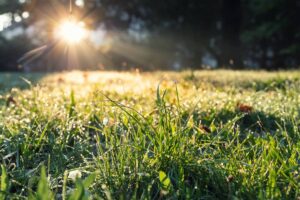 Low angle ground view scenery multicoloroed bright vibrant maple first fallen dry leaves green grass lawn at house yard or city park forest garden september. Autumnal scenic nature foliage backgound